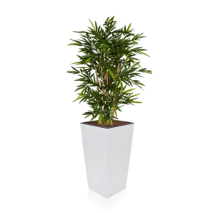 Bamboo in Tapered Planter