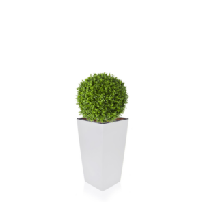 Buxus Ball in Tapered Planter