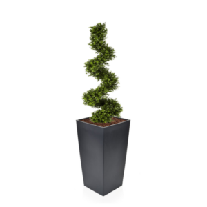 Spiral Buxus Tree in Tapered Planter
