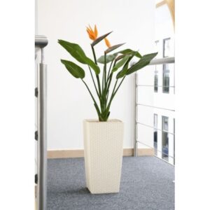 Flowering Bird of Paradise in Tapered Planter
