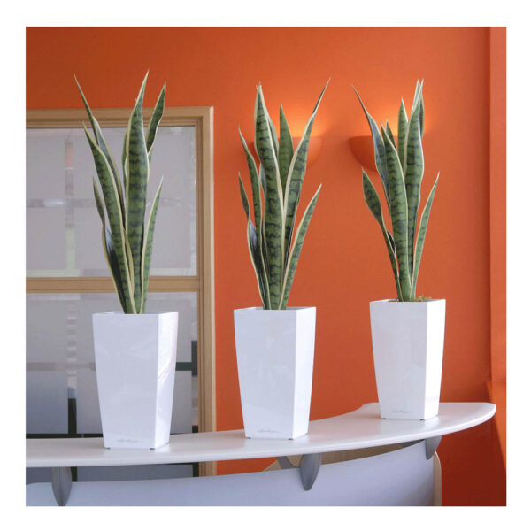 Sansevieria in Tapered Planter